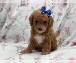 Small #10 Cavapoo