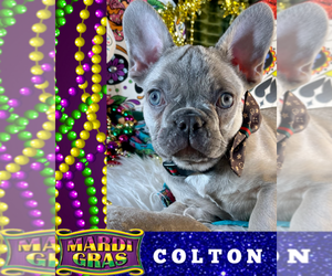 French Bulldog Puppy for sale in HEATHROW, FL, USA