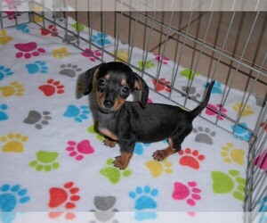 Dachshund Puppy for sale in ORO VALLEY, AZ, USA