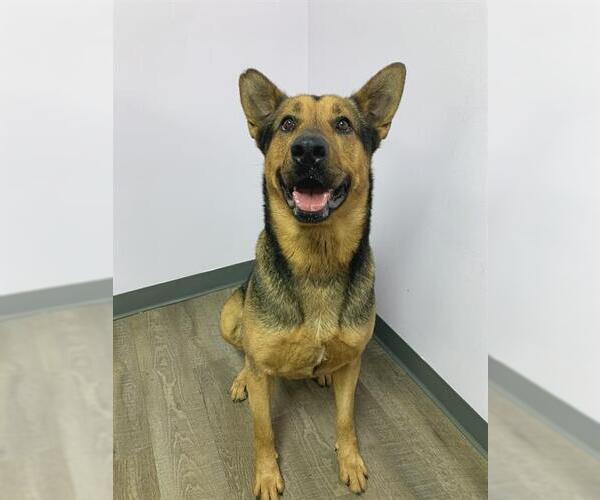 Medium Photo #2 Shepradors Puppy For Sale in London, Ontario, Canada