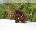 Small #31 ShihPoo