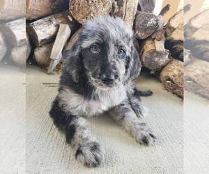 Labradoodle Puppy for sale in FRANKLIN, IN, USA
