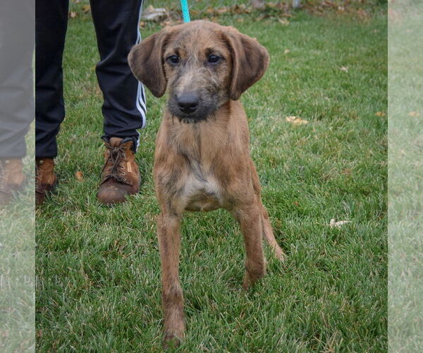 Medium Photo #3 Coonhound-Unknown Mix Puppy For Sale in Huntley, IL, USA