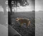 Small #5 Mutt