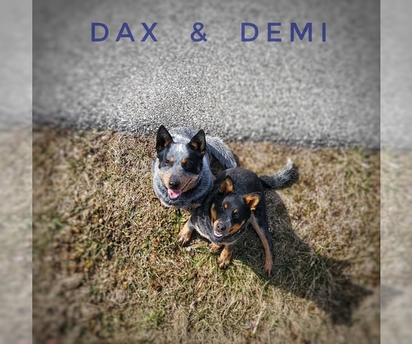 Medium Photo #11 Australian Cattle Dog Puppy For Sale in JASONVILLE, IN, USA