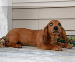 Puppy Fido Dachshund