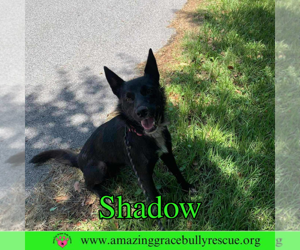 Medium Photo #2 German Shepherd Dog-Unknown Mix Puppy For Sale in Pensacola, FL, USA