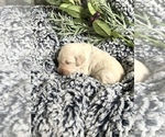 Small Photo #7 Goldendoodle Puppy For Sale in MARQUAND, MO, USA