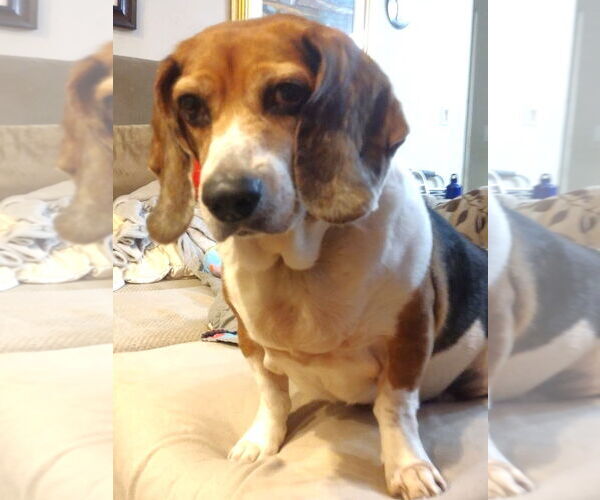 Medium Photo #1 Beagle Puppy For Sale in Dunnellon, FL, USA