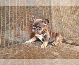 French Bulldog Puppy for sale in TAMPA, FL, USA