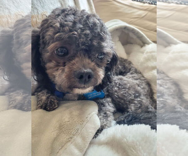Medium Photo #2 Shih Tzu-Unknown Mix Puppy For Sale in Corona, CA, USA