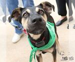 Small #5 Retriever  Mix