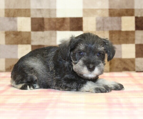 Medium Photo #2 Schnauzer (Miniature) Puppy For Sale in DENVER, PA, USA