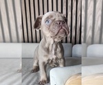Small #1 French Bulldog