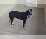 Small #1 Mutt