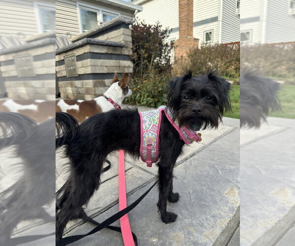 Medium Photo #8 Mutt Puppy For Sale in Mundelein, IL, USA