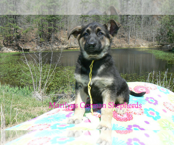Medium Photo #6 German Shepherd Dog Puppy For Sale in PIEDMONT, MO, USA