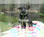 Small #5 German Shepherd Dog