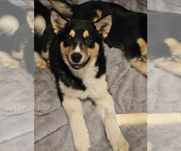 Medium Photo #4 Siberian Husky-Unknown Mix Puppy For Sale in Incline Village, NV, USA