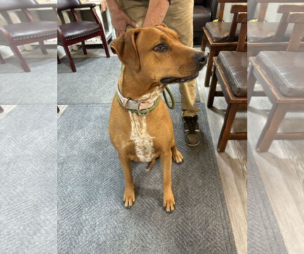 Medium Photo #2 Mutt Puppy For Sale in Emmett, ID, USA