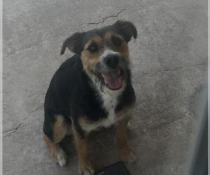 Mutt Dogs for adoption in San Antonio, TX, USA