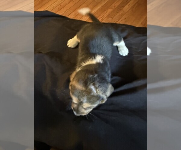 Medium Photo #3 Basset Hound Puppy For Sale in SCIPIO, IN, USA