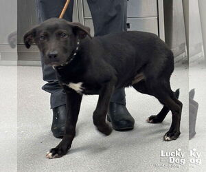 Labrador Retriever-Unknown Mix Dogs for adoption in Washington, DC, USA