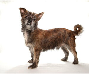 Tyson - Male Mutt Dog for Adoption - Photo #3