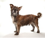 Small #2 Mutt