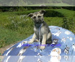 Small #3 German Shepherd Dog