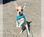 Small #1 Chihuahua Mix