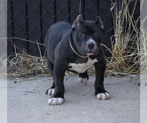 American Bully Puppy for sale in CHAMPAIGN, IL, USA