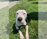 Small #1 American Staffordshire Terrier Mix