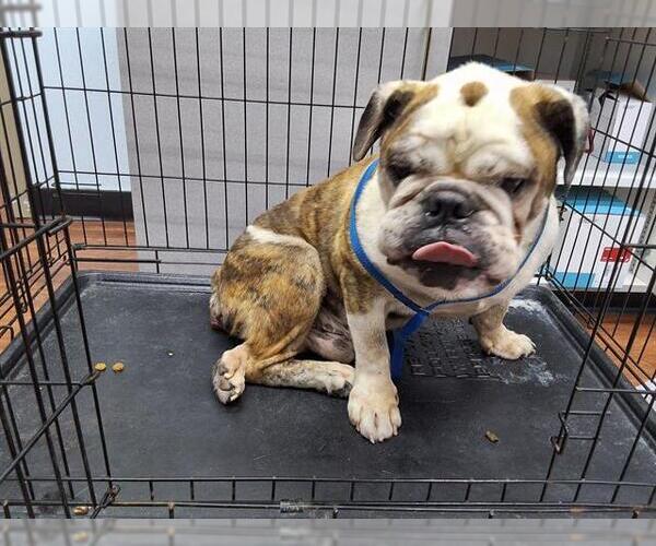 Medium Photo #1 Bulldog Puppy For Sale in Orlando, FL, USA