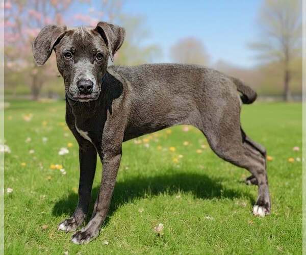 Medium Photo #6 Blue Lacy-Unknown Mix Puppy For Sale in Talladega, AL, USA