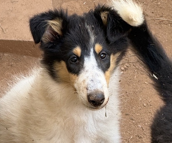 Medium Photo #1 Collie Puppy For Sale in CANTON, GA, USA