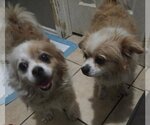 Small #3 Pomeranian