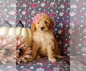 Goldendoodle Puppy for sale in PEACH BOTTOM, PA, USA