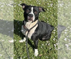 American Staffordshire Terrier Dogs for adoption in Fort Lauderdale, FL, USA