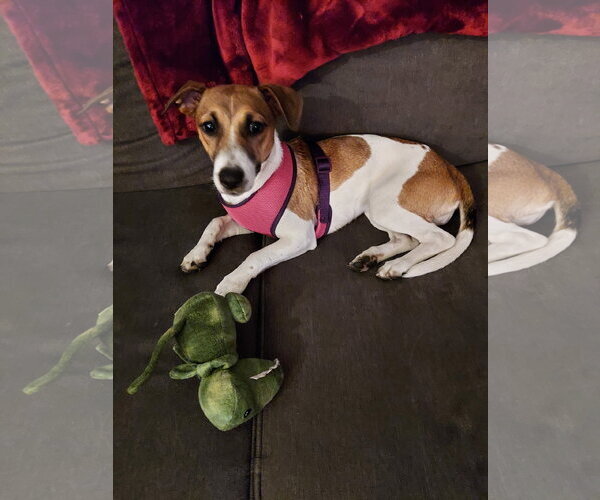 Medium Photo #2 Jack Russell Terrier Puppy For Sale in Lancaster, PA, USA