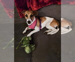 Small #1 Jack Russell Terrier