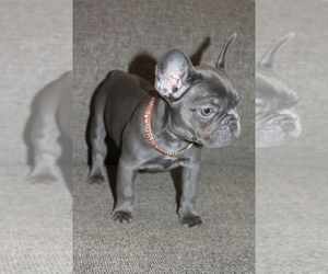 Medium French Bulldog