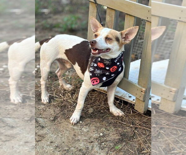 Medium Photo #4 Chihuahua-Unknown Mix Puppy For Sale in FRAMINGHAM, MA, USA