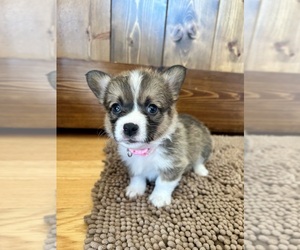 Medium Pembroke Welsh Corgi