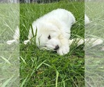 Small #5 Great Pyrenees