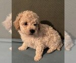 Small #2 Poodle (Toy)