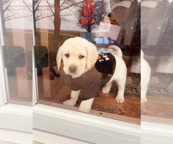 Medium Photo #6 Labrador Retriever Puppy For Sale in SAINT ELMO, IL, USA