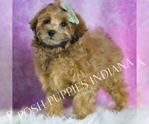 Medium Maltipoo (Miniature)