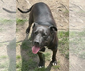 Tootsie - Female American Pit Bull Terrier-Unknown Mix Dog for Adoption - Photo #4