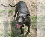 Small #3 American Pit Bull Terrier Mix